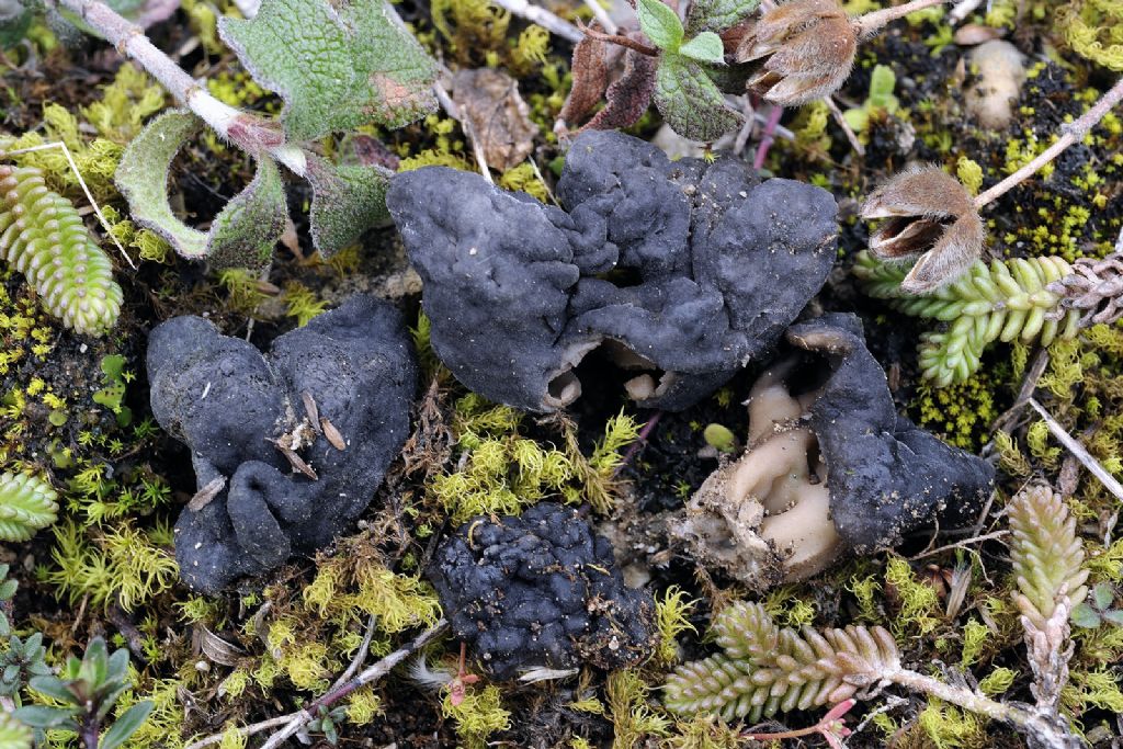 Helvella semiobruta